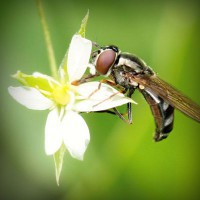 /album/supramegapedia-com/photolia-a02-jpg/