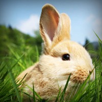 /album/supramegapedia-com/photolia-a03-jpg/