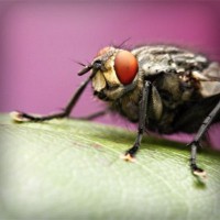 /album/supramegapedia-com/photolia-a08-jpg/